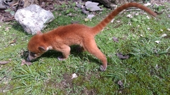 Nasua narica yucatanica