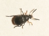 Bruchus loti - Photo (c) anonymous, some rights reserved (CC BY)
