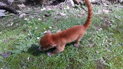 Nasua narica yucatanica