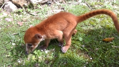 Nasua narica yucatanica