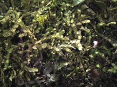 Lophocolea semiteres