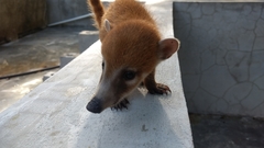 Nasua narica yucatanica