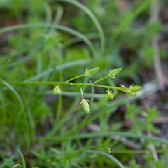 Triglochin isingiana
