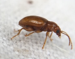 Neocrepidodera ferruginea