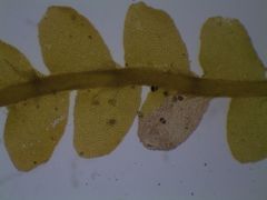 Lophocolea semiteres