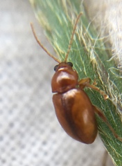 Neocrepidodera ferruginea