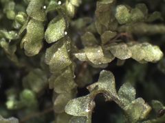 Lophocolea semiteres