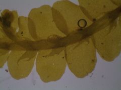 Lophocolea semiteres