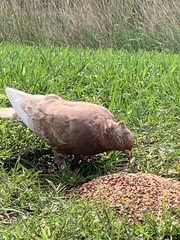 Columba livia domestica