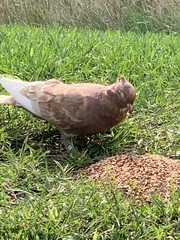 Columba livia domestica