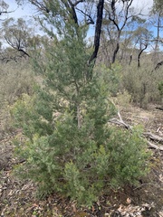 Callitris rhomboidea