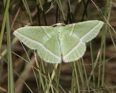 Dichorda consequaria