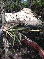 Tillandsia belloensis