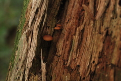 Galerina triscopa