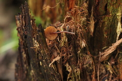Galerina triscopa