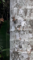 Anolis cybotes