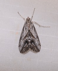 Evergestis simulatilis