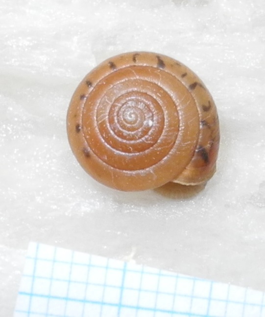 Aegista chejuensis