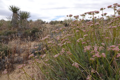 Eriogonum fasciculatum polifolium
