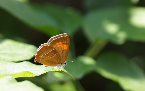 Brown Hairstreak, Ede, Gelderland, Netherlands, photo 9 of 10