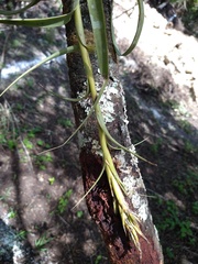 Tillandsia belloensis