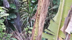 Anolis cybotes