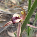 Plain-lip Spider Orchid - Photo (c) alisonwatson, some rights reserved (CC BY-NC), uploaded by alisonwatson