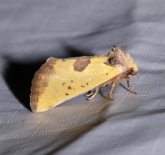 Stiria sulphurea