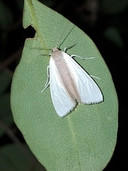 Agylla separata