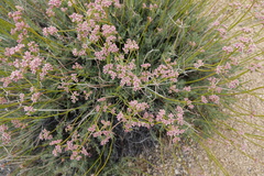 Eriogonum fasciculatum polifolium