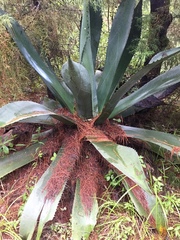 Agave asperrima zarcensis