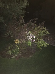 Physocarpus malvaceus