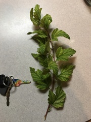 Physocarpus malvaceus