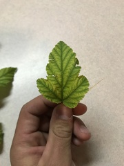 Physocarpus malvaceus