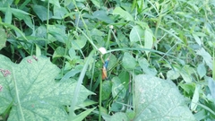 Caryanda spuria