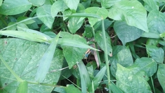 Caryanda spuria