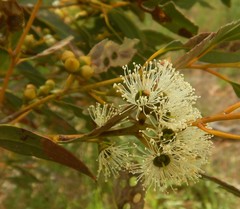 Eucalyptus diversifolia