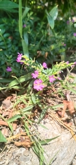 Lythrum californicum