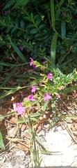 Lythrum californicum