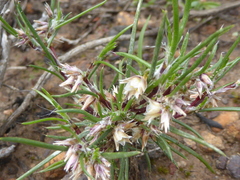 Laxmannia orientalis