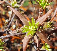 Clematis quadribracteolata