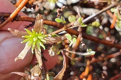 Clematis quadribracteolata
