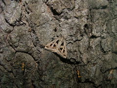 Callistege diagonalis