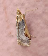 Loxostege albiceralis