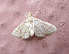 Pseudopyrausta santatalis