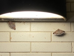 Pindara illibata