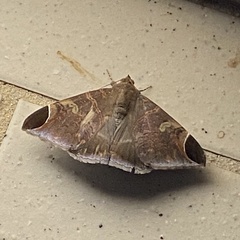 Pindara illibata