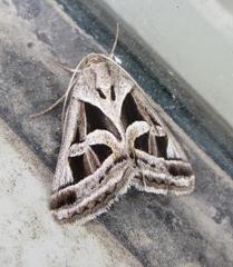 Callistege intercalaris