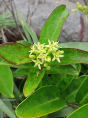 Parsonsia alboflavescens