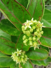 Parsonsia alboflavescens